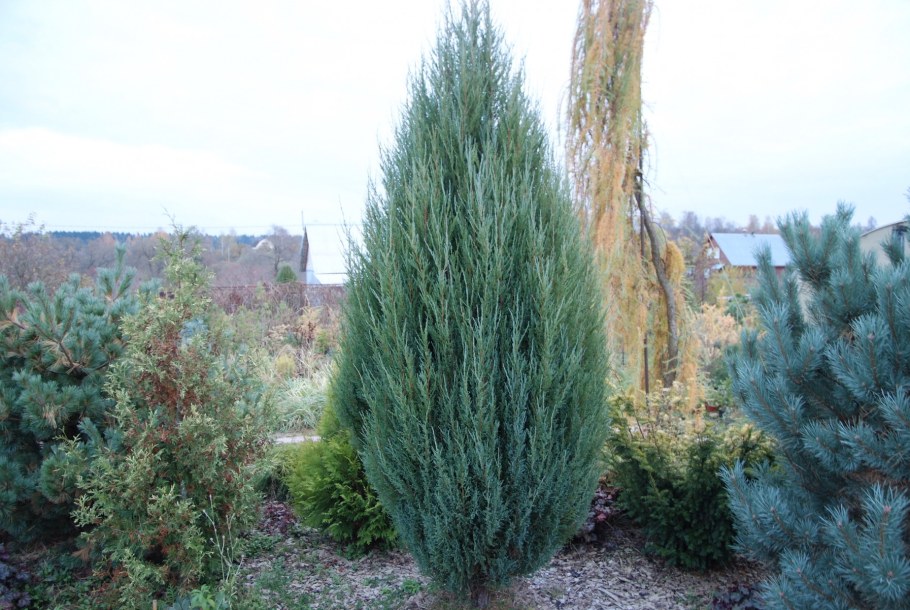 Можжевельник виргинский Скайрокет