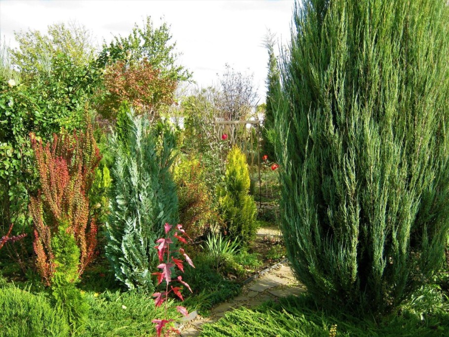 Стрижка можжевельника Скайрокет