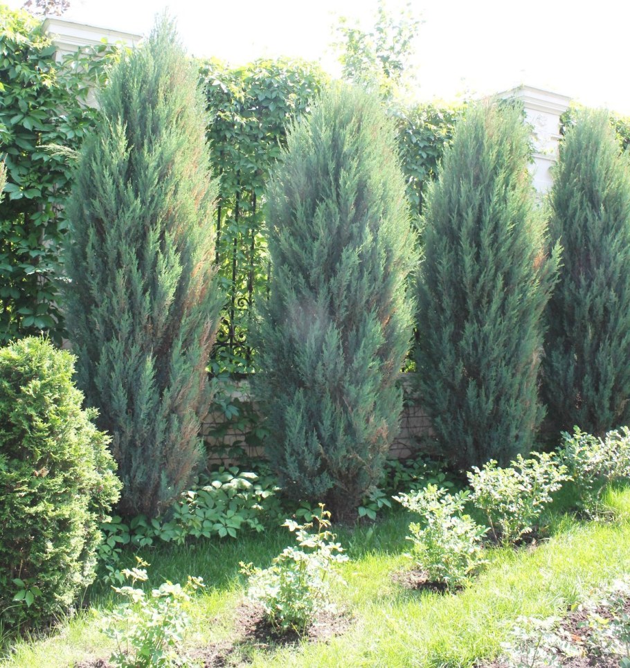 Можжевельник скальный Скайрокет