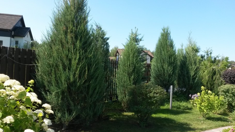 Можжевельник скальный Скайрокет