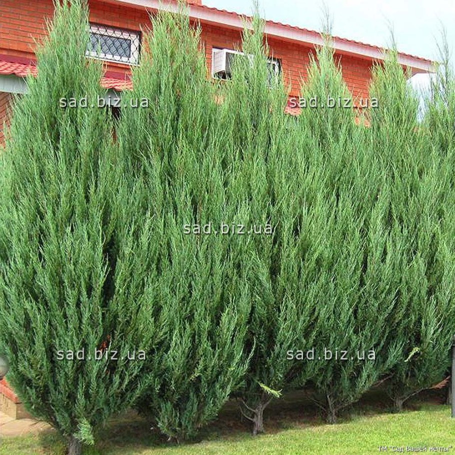 Можжевельник виргинский Скайрокет