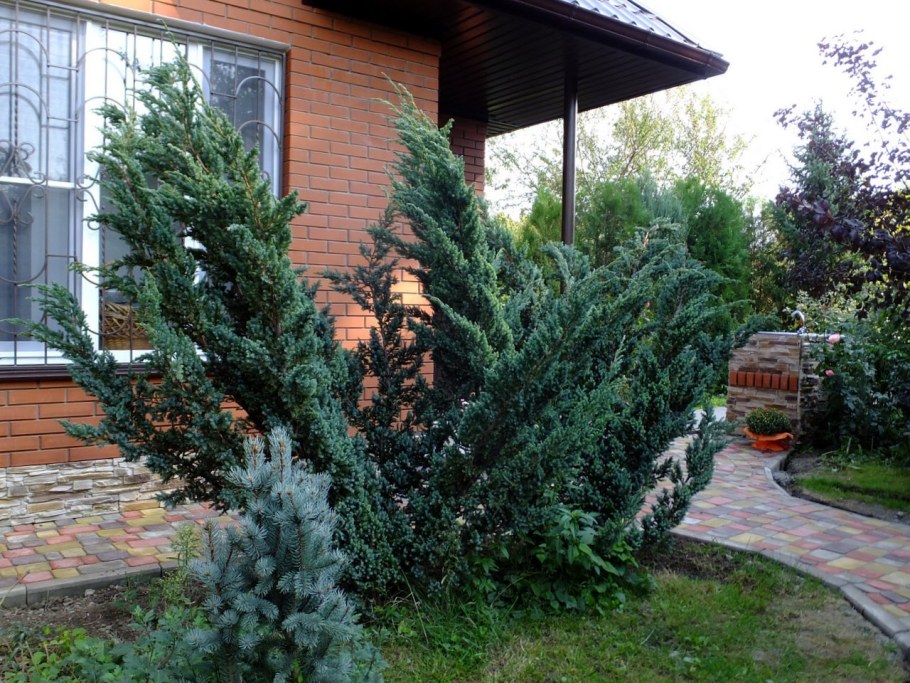 Можжевельник чешуйчатый Мейери