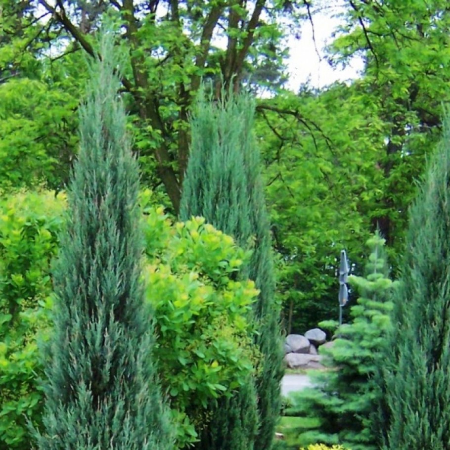 Кипарис Блю Эрроу