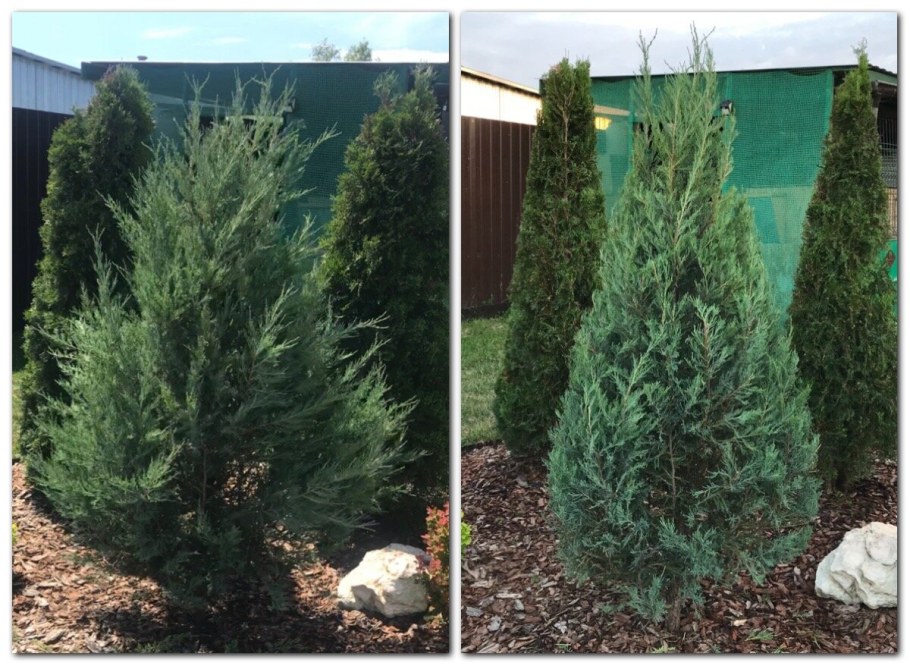 Туя Вагнери