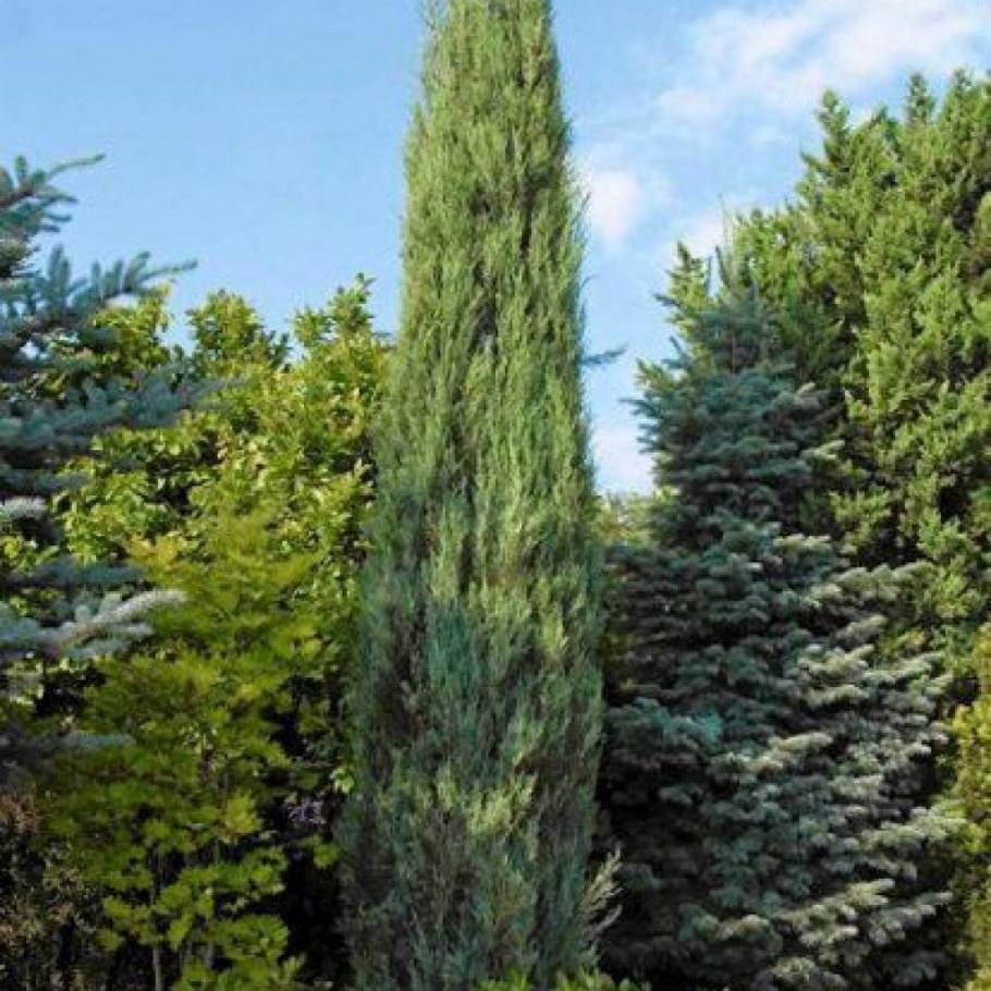 Можжевельник виргинский Скайрокет