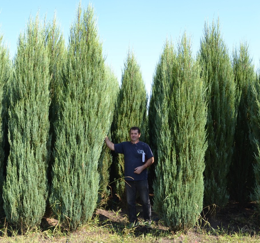 Можжевельник Скайрокет