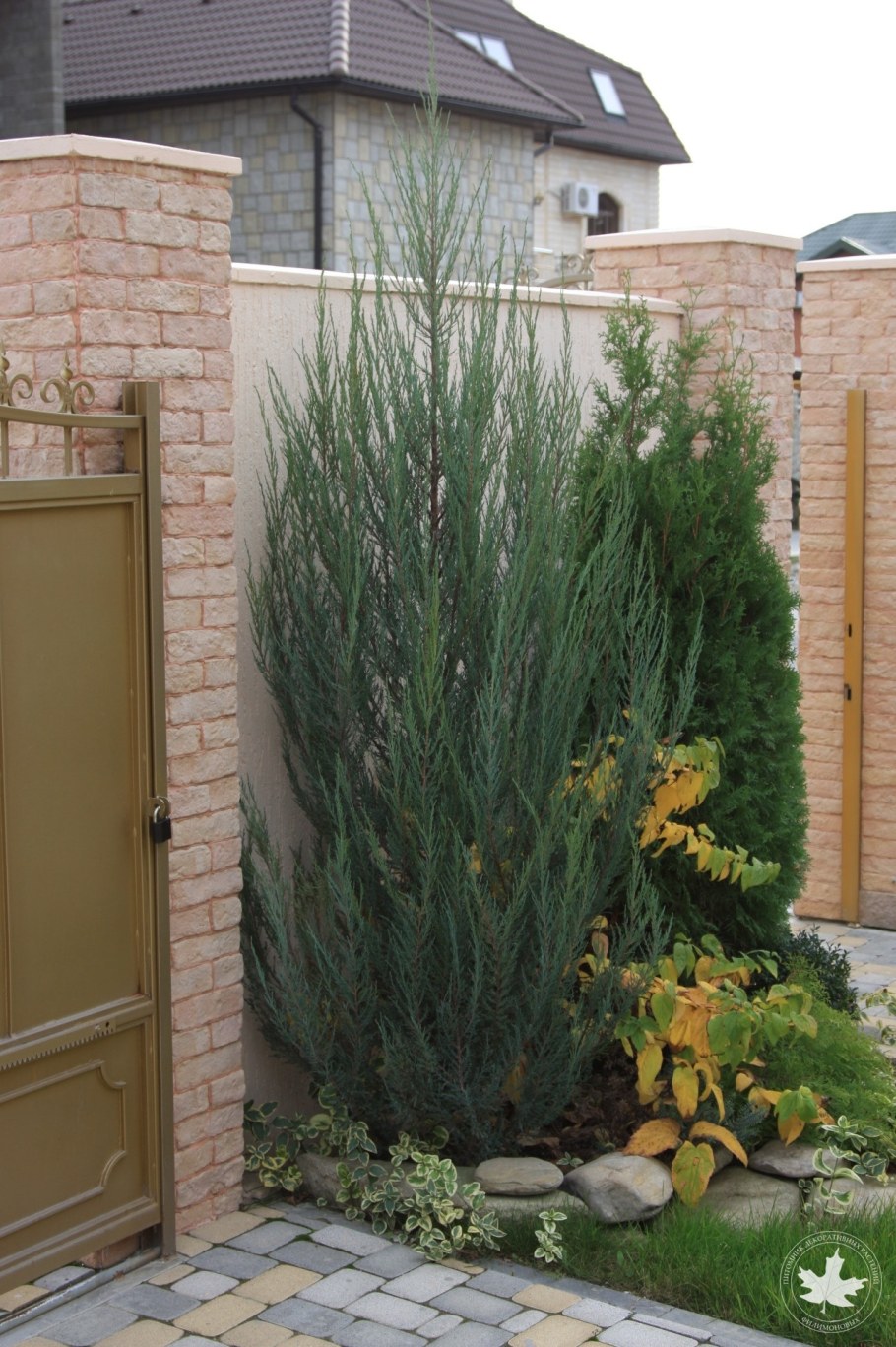 Можжевельник Блю Эрроу