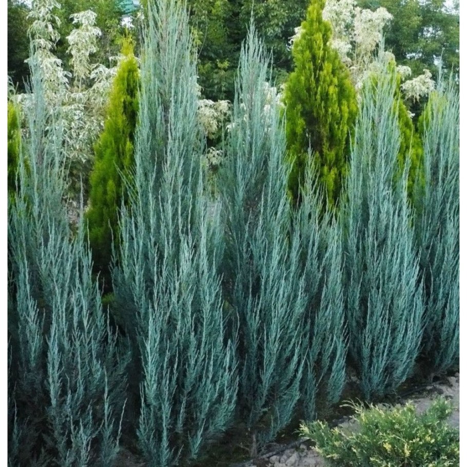 Можжевельник скальный Блю appoy