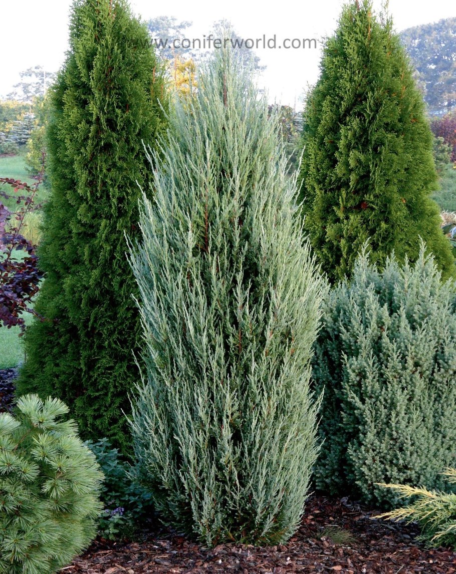 Можжевельник Блю Эрроу