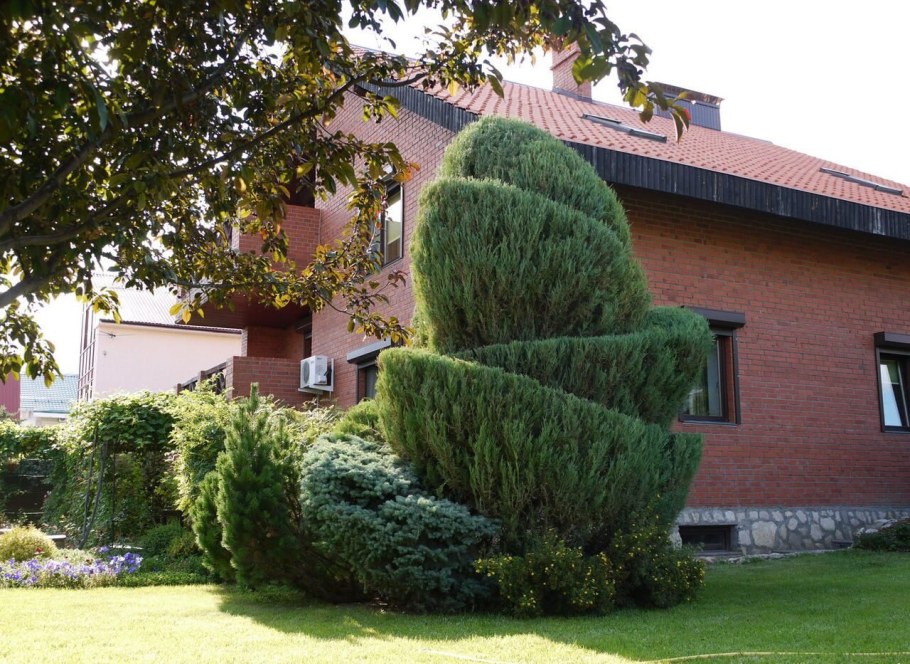 Можжевельник Эрроу ниваки