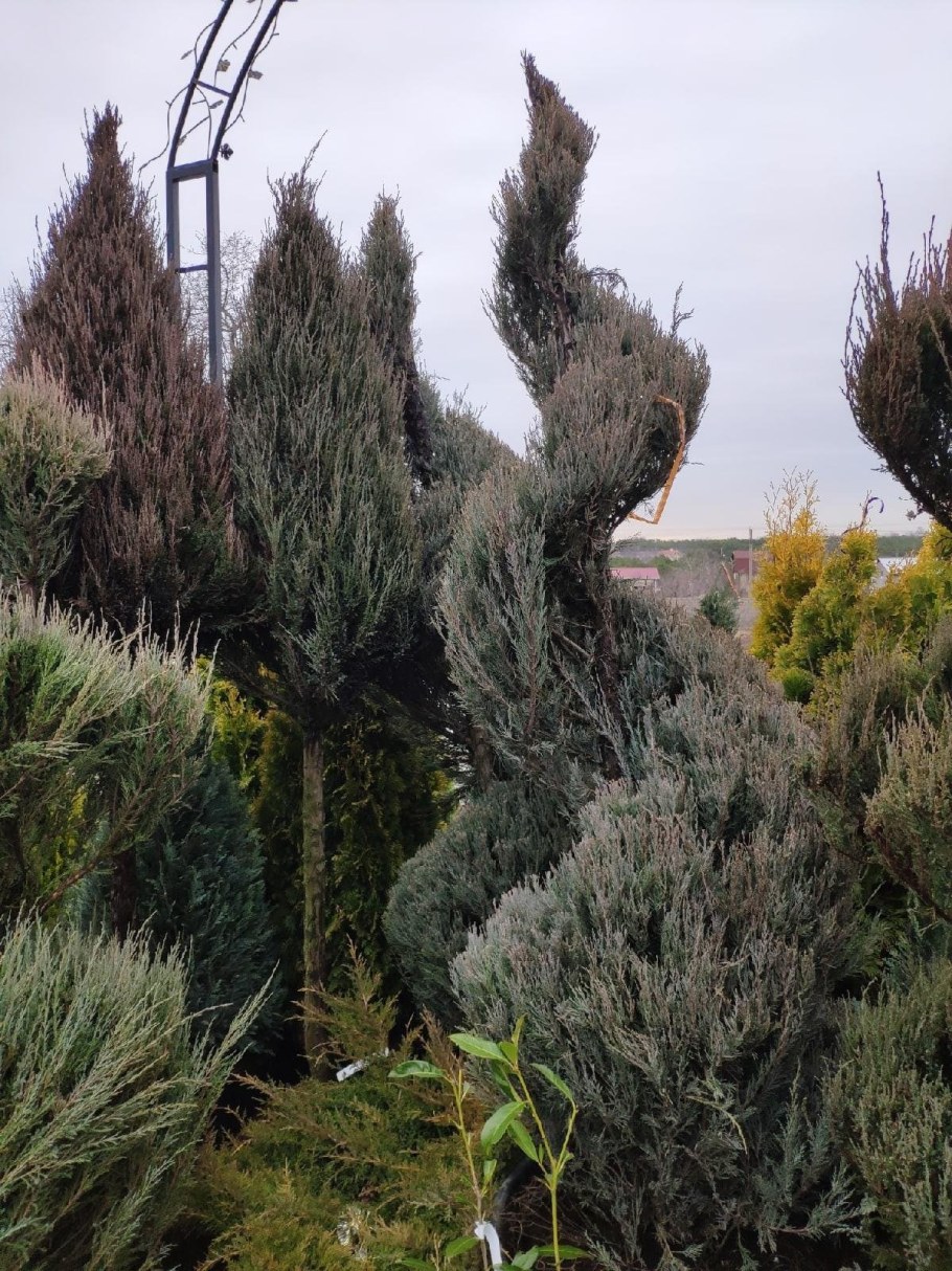Стрижка можжевельника Скайрокет