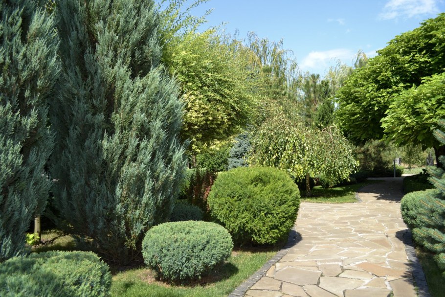 Можжевельник китайский Спартан