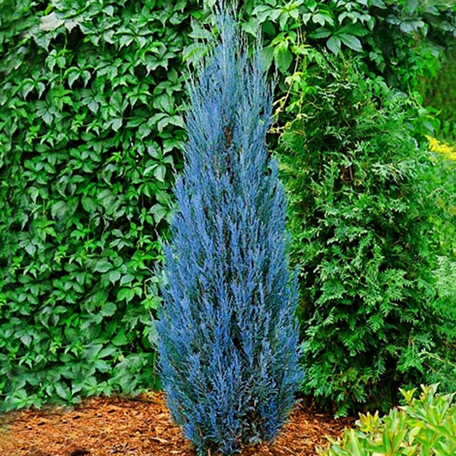 Можжевельник скальный Блю Арроу