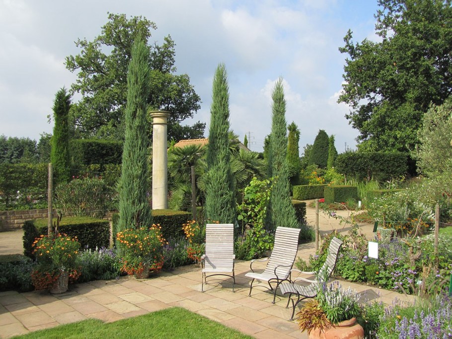 Можжевельник виргинский Скайрокет