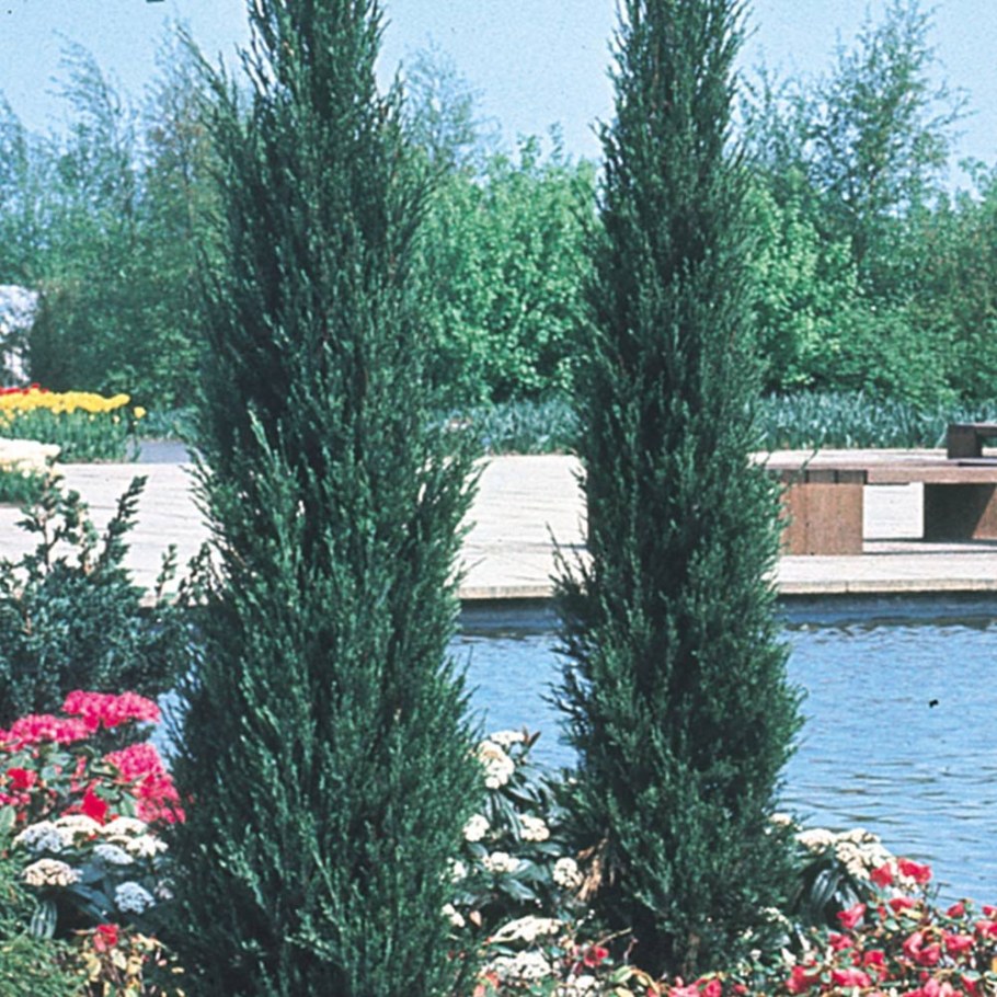 Можжевельник скальный Скайрокет