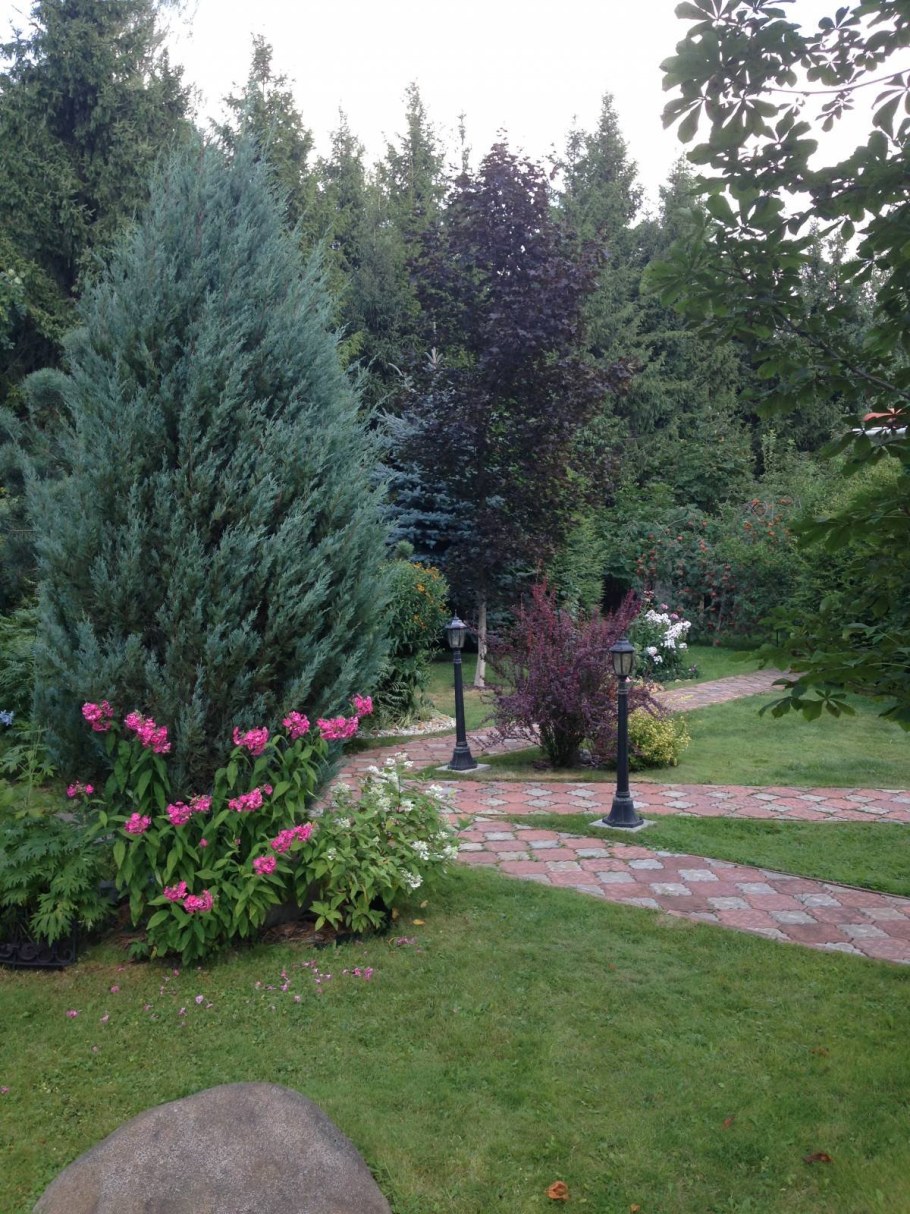 Можжевельник Блю Эрроу в миксбордере