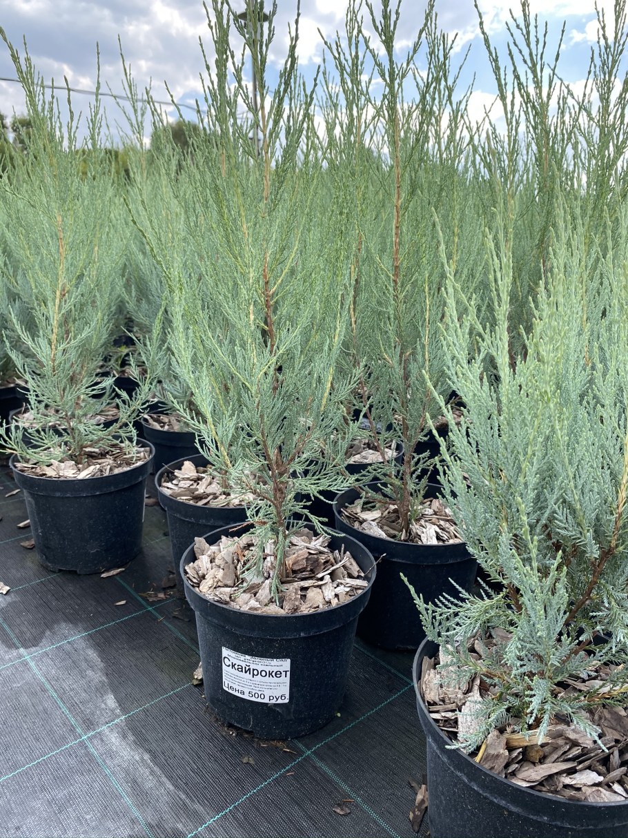 Можжевельник скальный Skyrocket