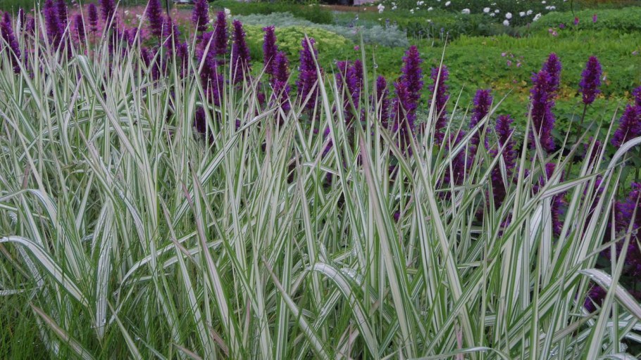 Фалярис тростниковый Пикта