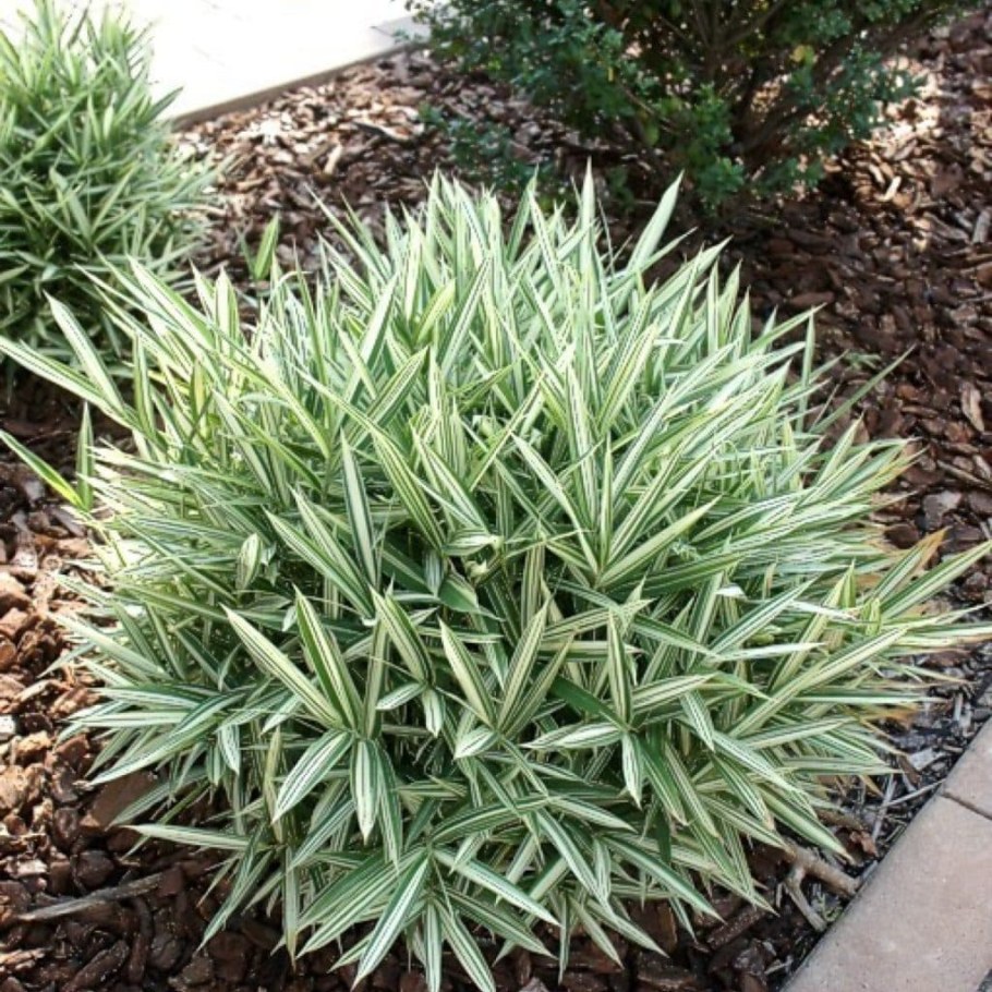 Фалярис Вариегата