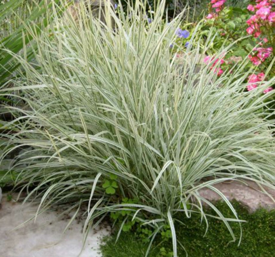 Райграс бульбоносный (Arrhenatherum bulbosum)