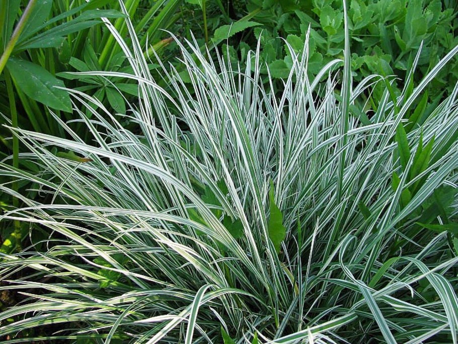 Райграс бульбоносный Вариегата