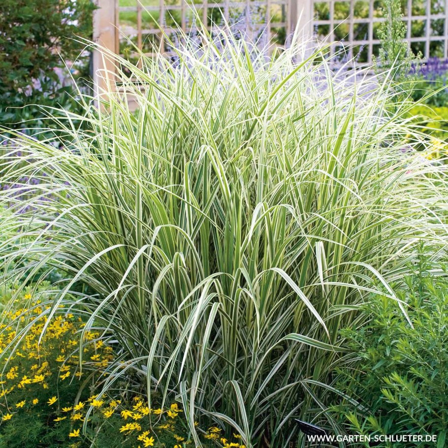 Мискантус китайский variegatus