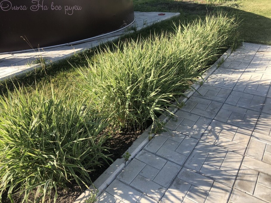 Райграс бульбоносный