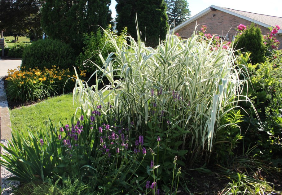 Осока фалярис