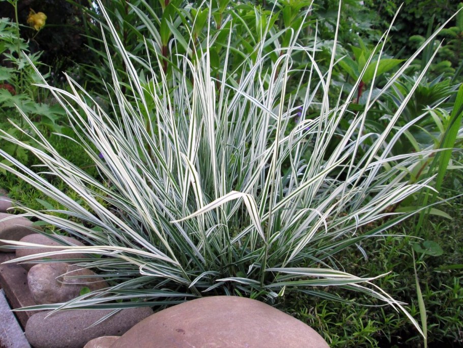 Канареечник тростниковый фалярис