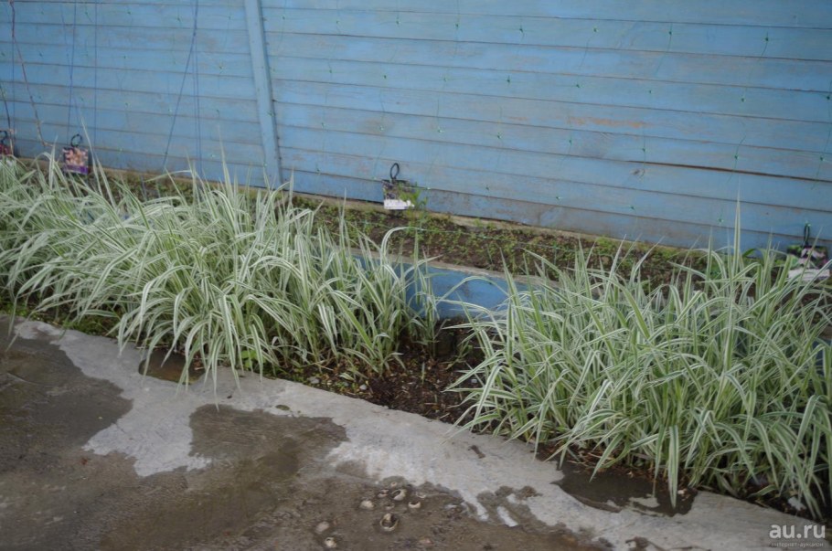 Фалярис тростниковый