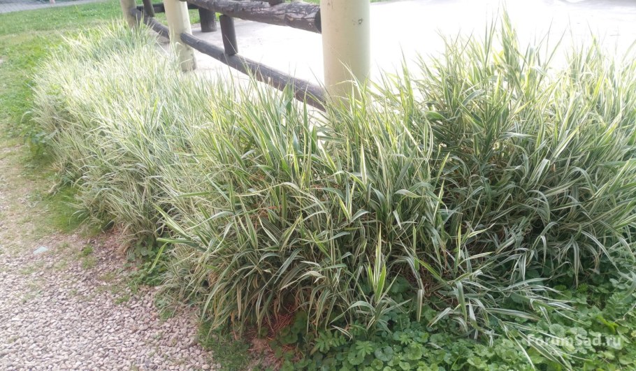 Фалярис тростниковый Элегантиссима