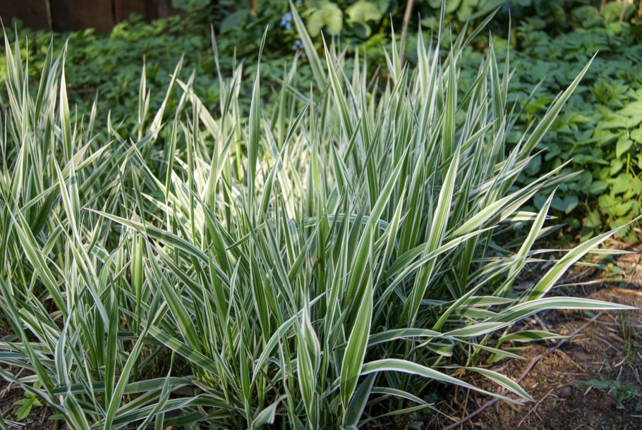 Райграс бульбоносный Вариегата