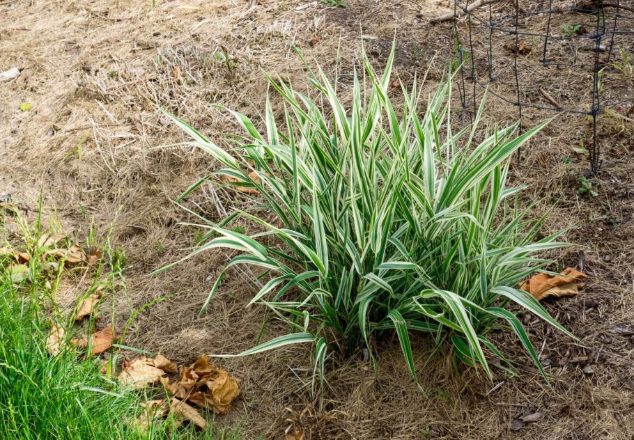 Фалярис тростниковый Phalaris arundinacea