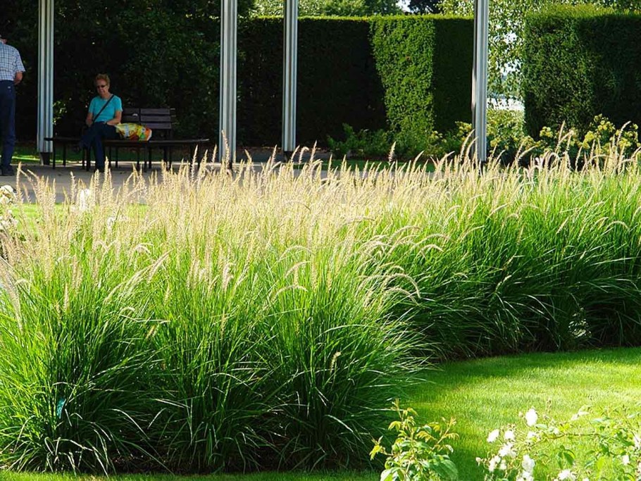 Мискантус тростниковый