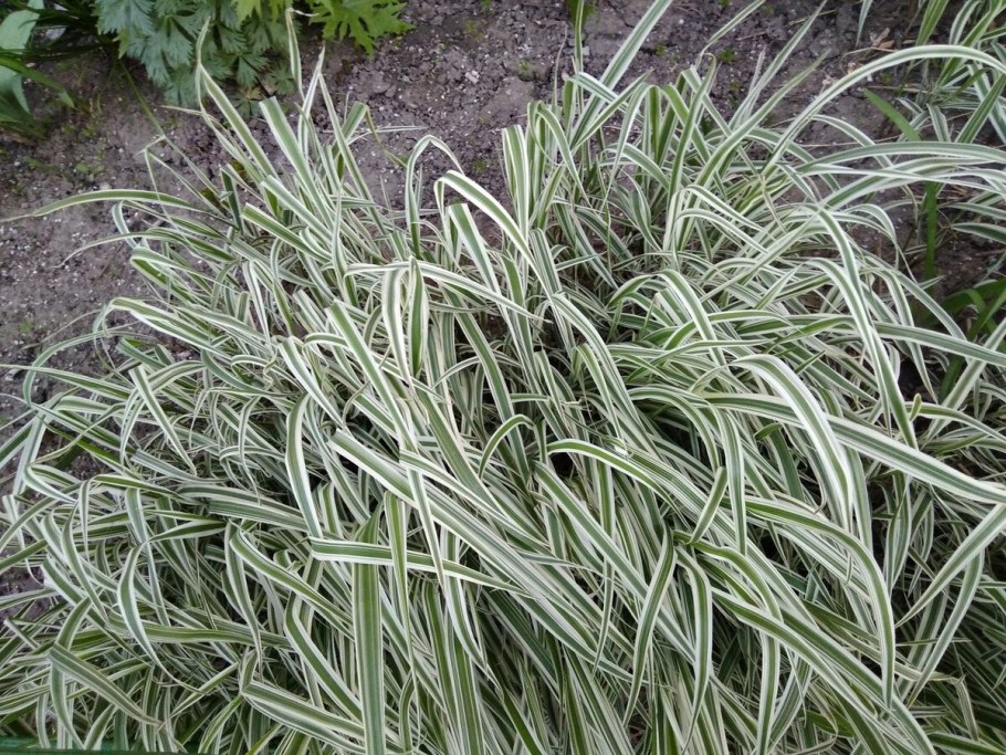 Канареечник тростниковый фалярис