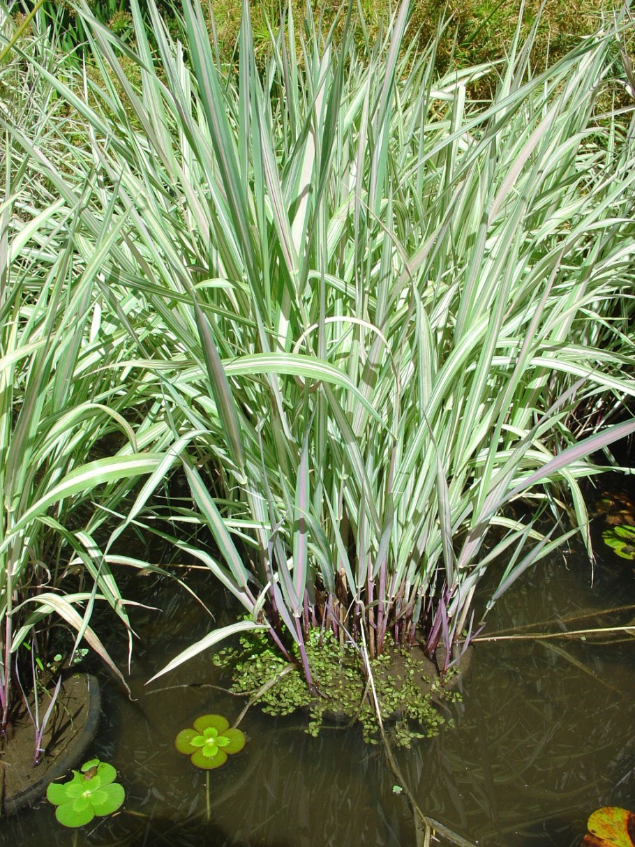 Осока фалярис