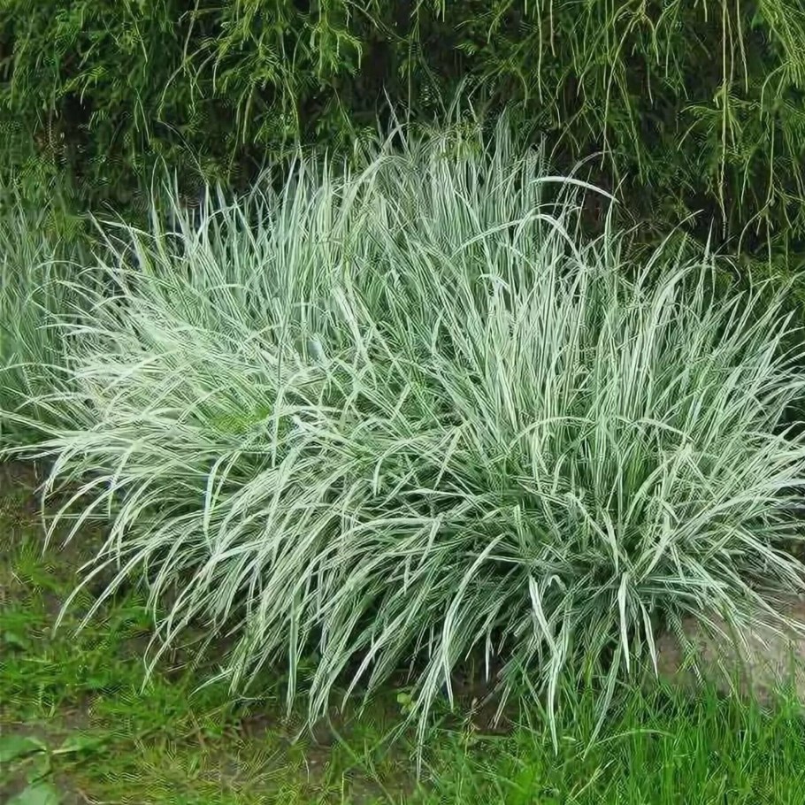 Райграс бульбоносный Вариегата