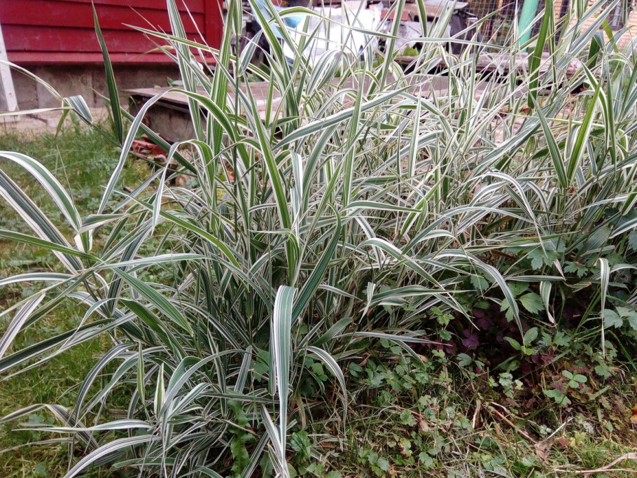 Фалярис Фессей