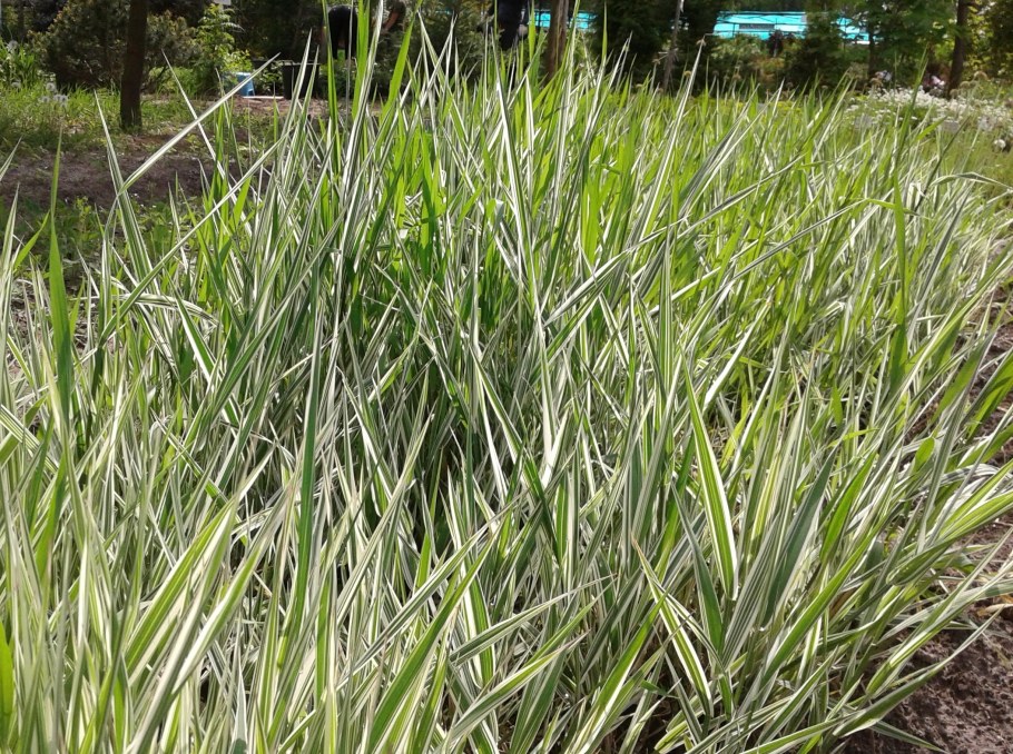 Фалярис белоокаймленный Элегантиссима