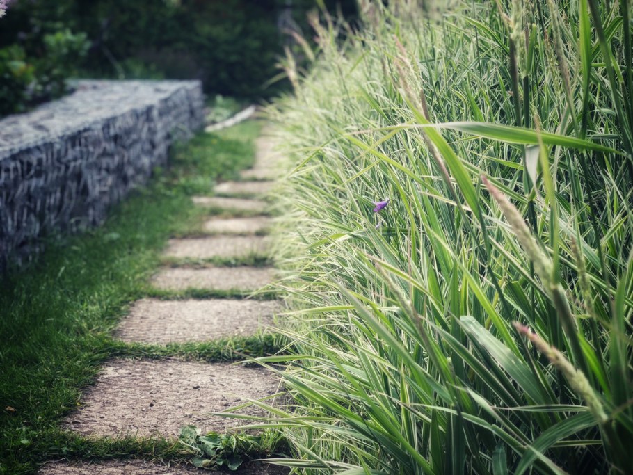 Фалярис канареечник