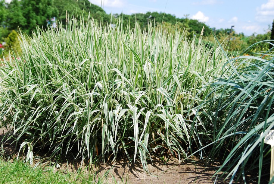 Канареечник Канарский