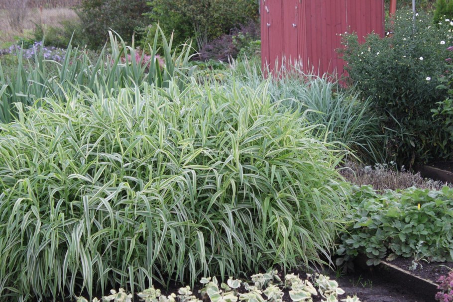 Фалярис (двукисточник тростниковый)