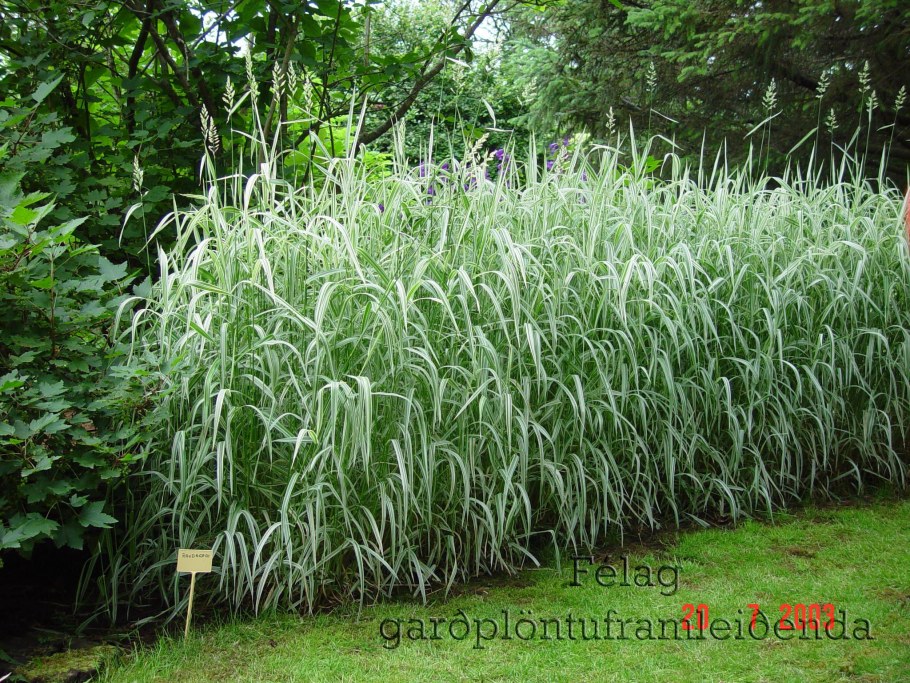 Канареечник тростниковый фалярис