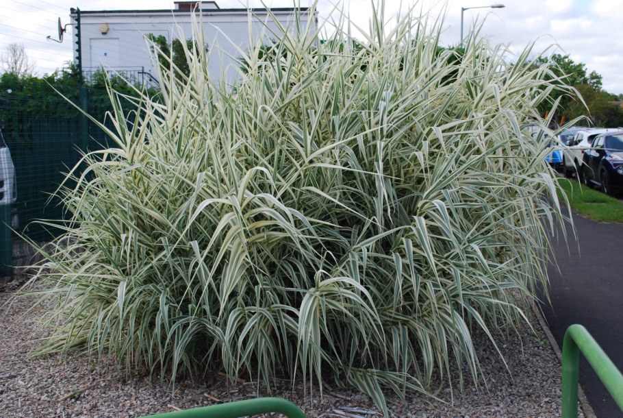 Arundo Donax 'variegata'
