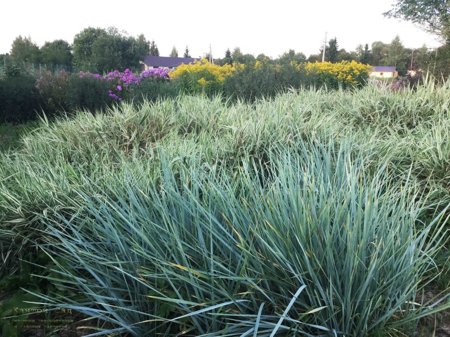 Элимус (голубая Осока)