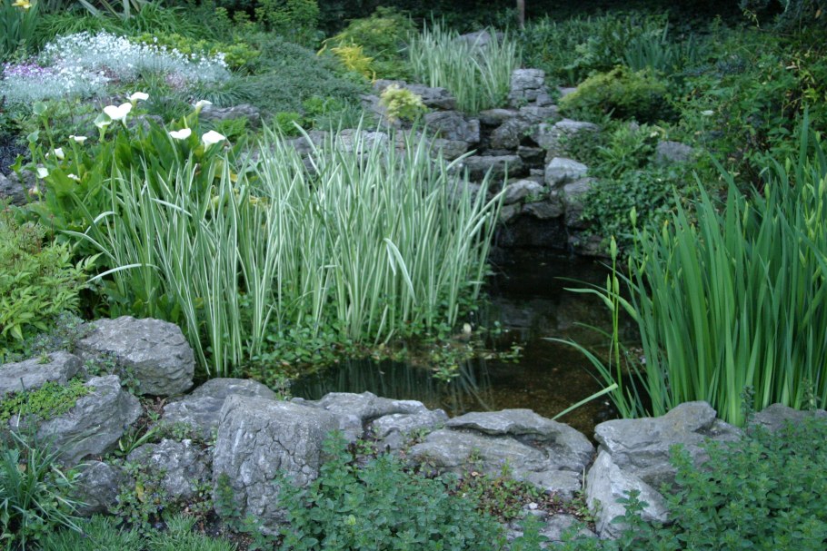 Фалярис в ландшафтном