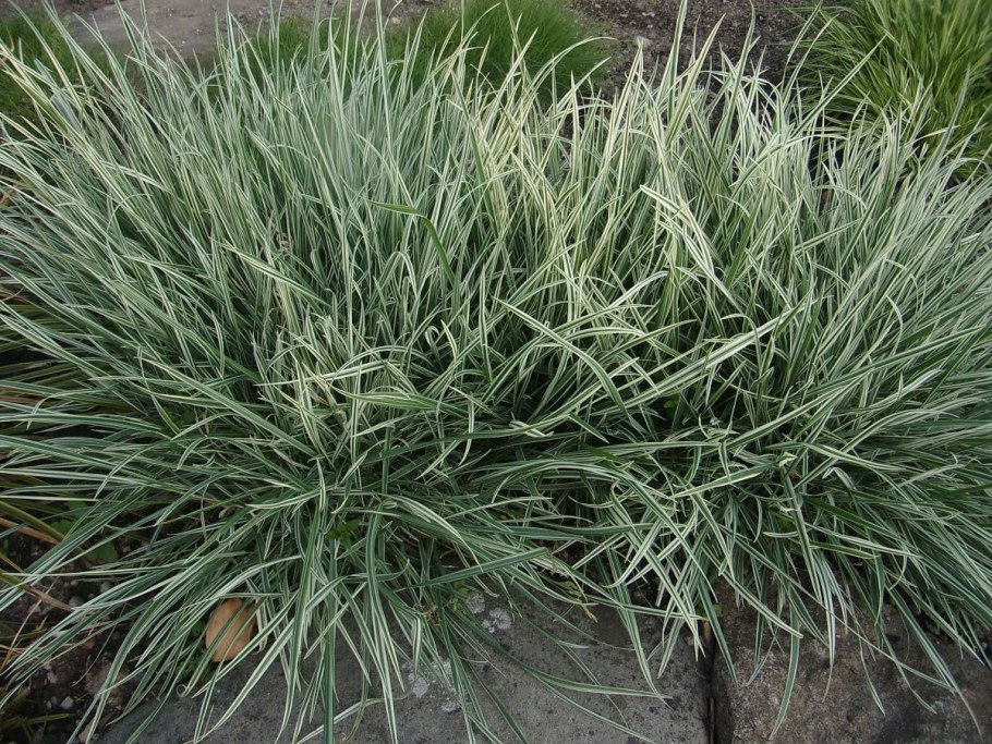 Двукисточник тростниковый