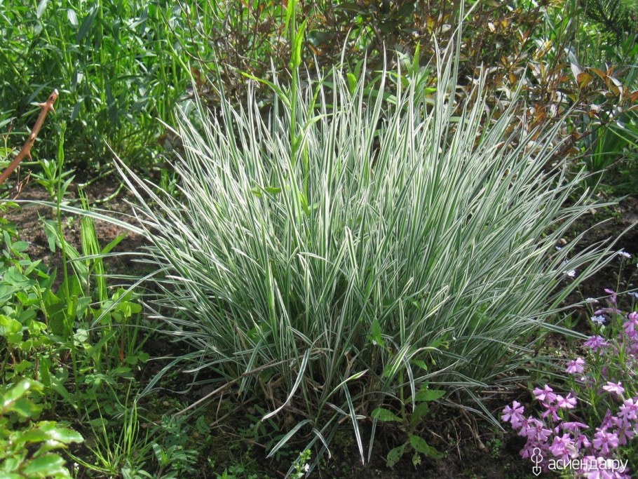 Канареечник Канарский (фалярис тростниковый)