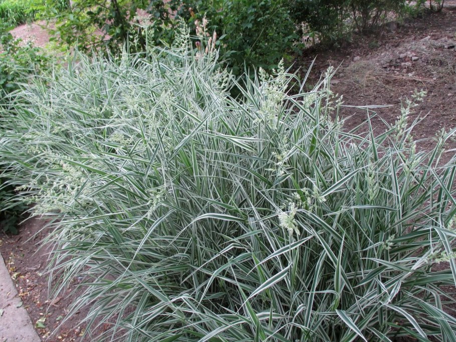 Канареечник тростниковы