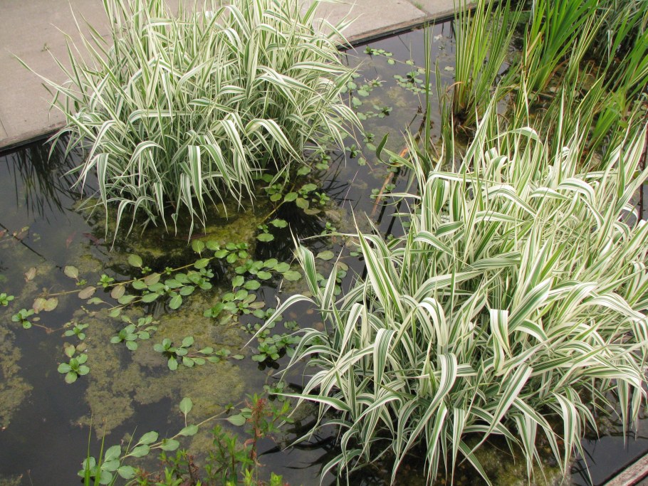 Фалярис Элегантиссима